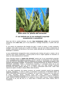 Aloe vera: la `pianta del miracolo`