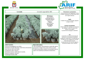 Divisione: Sottodivisione: Classe: Famiglia: Lavanda Lavanda