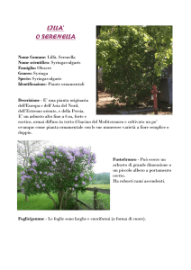 lilla` o serenella - I Nostri Amici Alberi