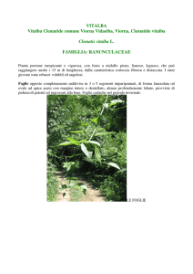 VITALBA Vitalba Clematide comune Viorna Vidaelba, Viorna