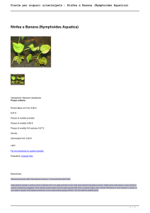 Ninfea a Banana (Nymphoides Aquatica)