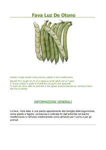 Fava Luz De Otono