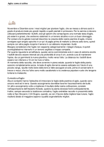 Aglio: come si coltiva
