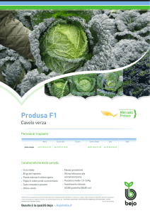 Produsa F1 - Bejo Italia