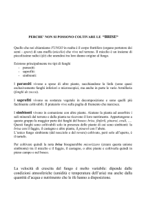Se al momento non vengono coltivati funghi micorrizogeni