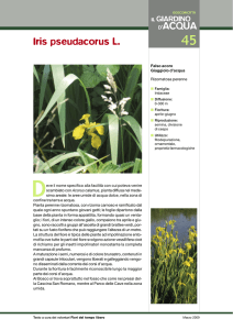 D`ACQUA Iris pseudacorus L.