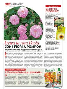 2014.01 gente - Rose Rifiorentissime