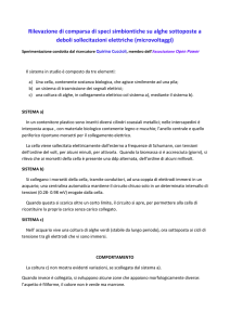Rilevazione di comparsa di speci simbiontiche su alghe sottoposte a