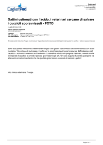 Cagliari Pad - Gattini ustionati con l`acido, i veterinari cercano di