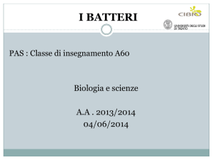 Lieviti e batteri