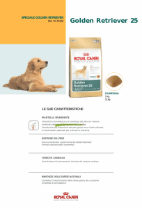 Golden Retriever 25