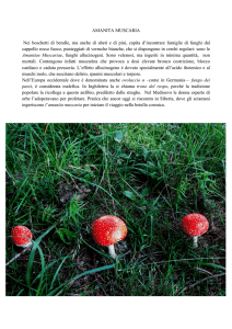 Amanita muscaria