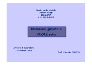 apparato circolatorio e dissezione di un cuore di suino