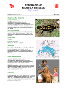Bollettino informativo nr1 salamandra