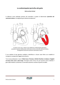 La cardiomiopatia ipertrofica del gatto