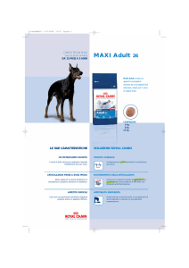 MAXI Adult 26