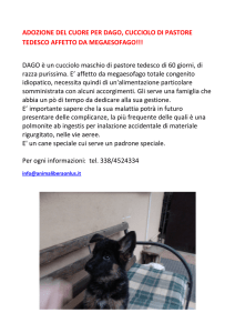 ADOZIONE DEL CUORE PER DAGO, CUCCIOLO DI PASTORE