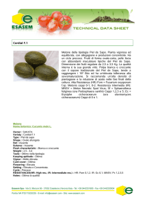 Cordial F.1