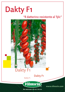 Dakty F1 - Vilmorin