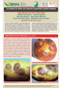 Patata da seme