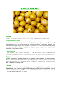 Patata Spunta - Agripiudabenito