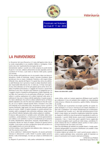 Veterinaria - Club Italiano del Beagle