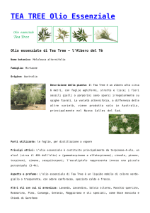 TEA TREE Olio Essenziale
