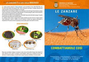 pieghevole - Comune di Arborea