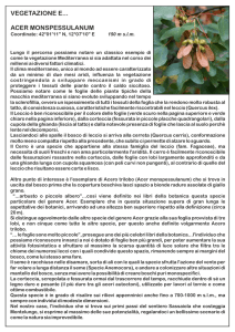 VEGETAZIONE E... ACER MONSPESSULANUM
