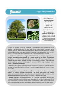 Faggio – Fagus sylvatica