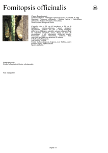Fomitopsis officinalis