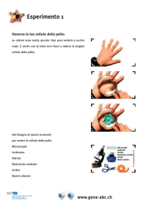 Esperimento: osserva le cellule della tua pelle