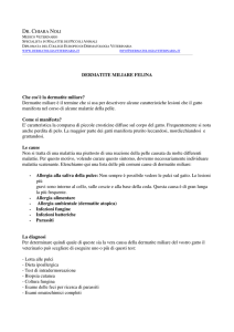 DERMATITE MILIARE FELINA Che cos`è la dermatite miliare