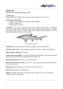 Squalo toro - SharkAbout