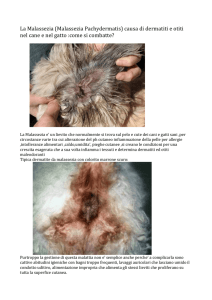 (Malassezia Pachydermatis) causa di dermatiti e otiti