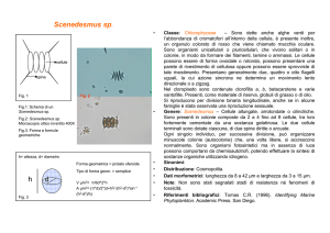 Scenedesmus sp. (modificato