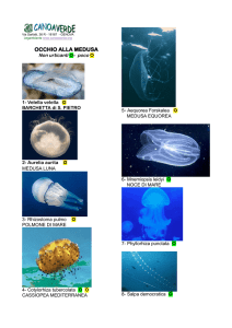 la scheda per il riconoscimento delle specie