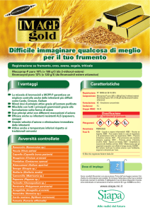 Scheda Image Gold