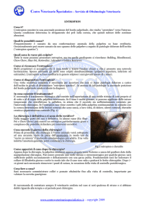 Scarica scheda - Centro Veterinario Specialistico