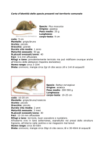 carta identità ratti