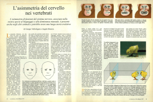 L`asimmetria del cervello nei vertebrati