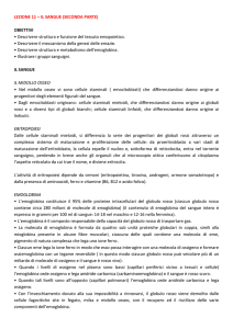 LEZIONE 11 – IL SANGUE (SECONDA PARTE