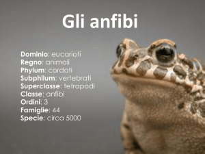 Dominio: eucarioti Regno: animali Phylum: cordati Subphilum