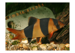 Chromobotia macracanthus