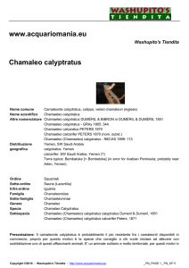 www.acquariomania.eu Chamaleo calyptratus