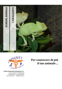 Camaleonti - Clinica Veterinaria Omniavet