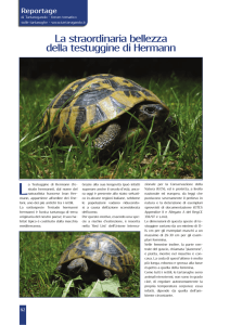 reportage Testudo hermanni
