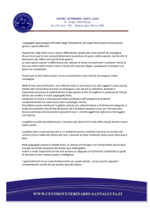 pappagalli - CENTRO VETERINARIO SANTALUCIA