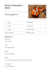 pesce pagliaccio