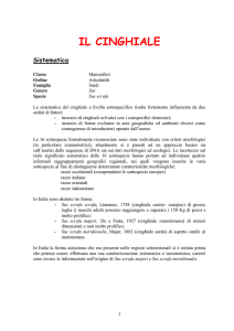 Cinghiale - Provincia di Sondrio